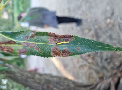 Mramorovka trnkov&aacute;