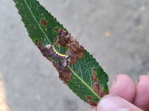 Mramorovka trnkov&aacute;