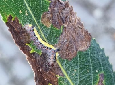 Mramorovka trnkov&aacute;