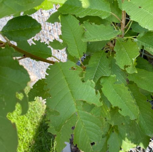  Dominika  Csolleiova