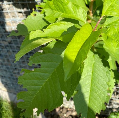  Dominika  Csolleiova