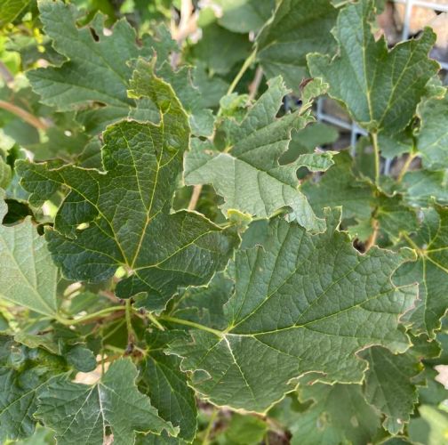  Dominika  Csolleiova