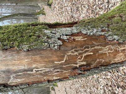 A - nejednoznačne určen&yacute;, nie sme si ist&iacute;