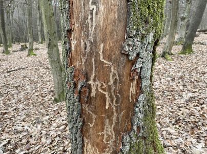 A - nejednoznačne určen&yacute;, nie sme si ist&iacute;