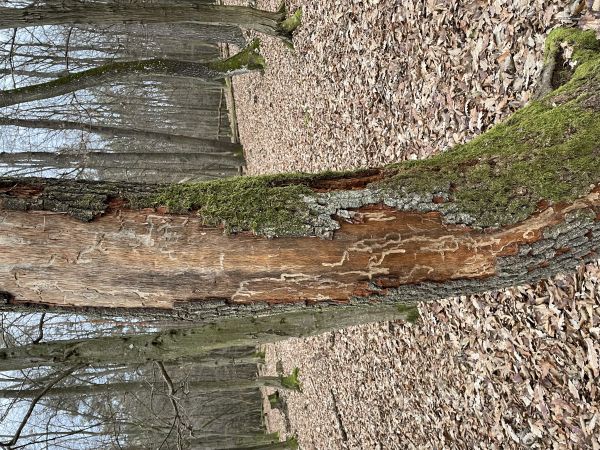 A - nejednoznačne určen&yacute;, nie sme si ist&iacute;