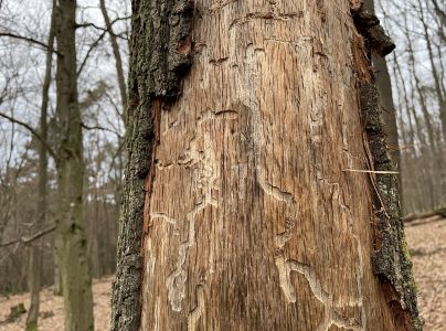 A - nejednoznačne určen&yacute;, nie sme si ist&iacute;