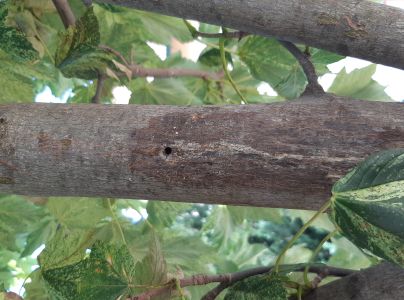 A - nejednoznačne určen&yacute;, nie sme si ist&iacute;