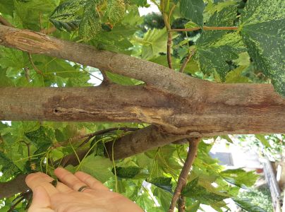 A - nejednoznačne určen&yacute;, nie sme si ist&iacute;