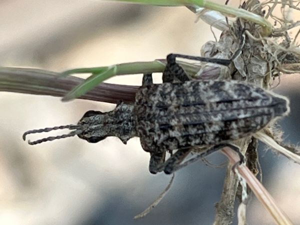 Fuz&aacute;č k&ocirc;rov&yacute;