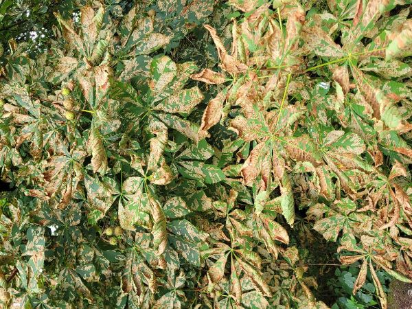 Plosk&aacute;čik paga&scaron;tanov&yacute;