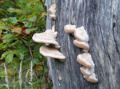 Tr&uacute;dnikovec chlpat&yacute;