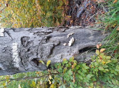 Tr&uacute;dnikovec chlpat&yacute;