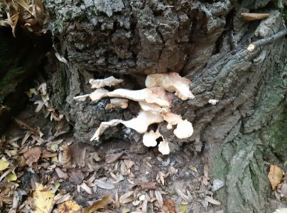 S&iacute;rovec obyčajn&yacute;