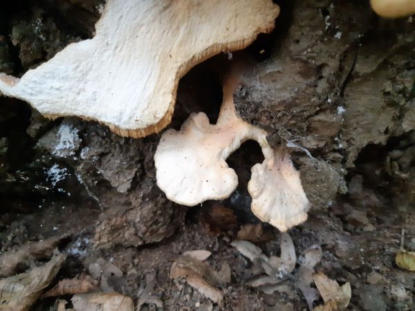 S&iacute;rovec obyčajn&yacute;