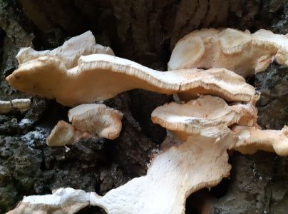 S&iacute;rovec obyčajn&yacute;