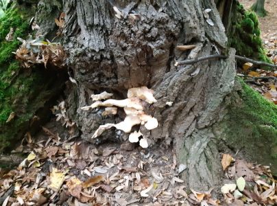 S&iacute;rovec obyčajn&yacute;