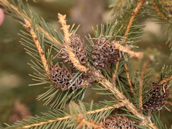 K&ocirc;rovnica zelen&aacute;