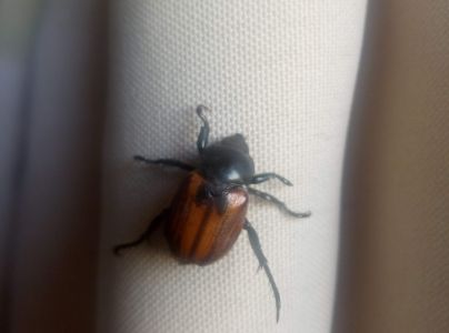 A - nie je v datab&aacute;ze