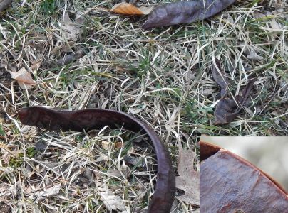 Zrnokaz Megabruchidius dorsalis