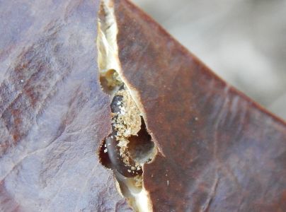 Zrnokaz Megabruchidius dorsalis