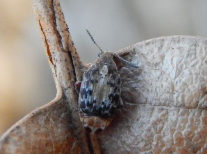 Zrnokaz Megabruchidius dorsalis