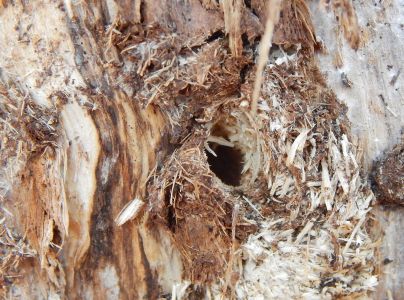 A - nejednoznačne určen&yacute;, nie sme si ist&iacute;