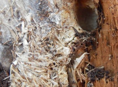 A - nejednoznačne určen&yacute;, nie sme si ist&iacute;