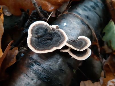 Tr&uacute;dnikovec pestr&yacute;