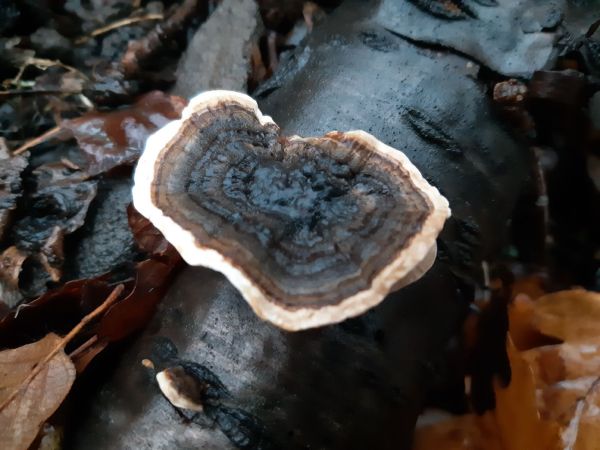 Tr&uacute;dnikovec pestr&yacute;