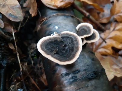 Tr&uacute;dnikovec pestr&yacute;