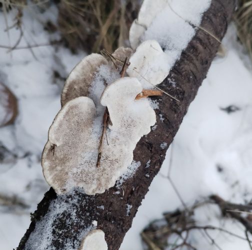 Michaela Kútniková 