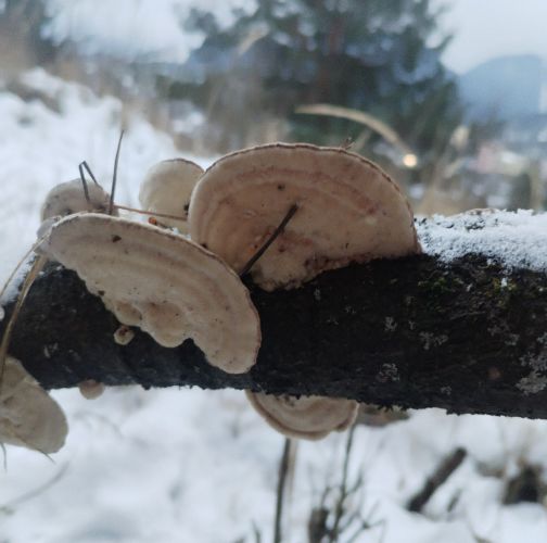 Michaela Kútniková 