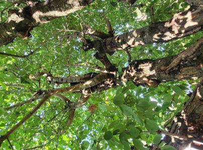 A - nejednoznačne určen&yacute;, nie sme si ist&iacute;