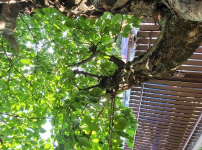 A - nejednoznačne určen&yacute;, nie sme si ist&iacute;