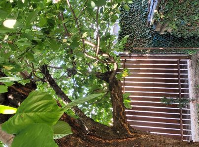 A - nejednoznačne určen&yacute;, nie sme si ist&iacute;