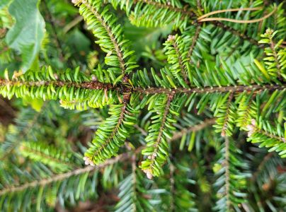 K&ocirc;rovnica kaukazsk&aacute;