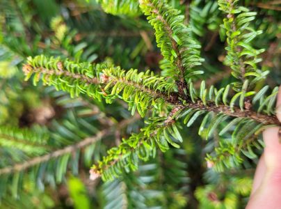 K&ocirc;rovnica kaukazsk&aacute;