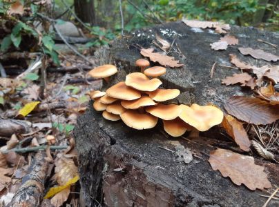 A - nie je v datab&aacute;ze