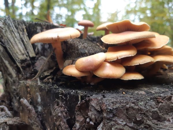 A - nie je v datab&aacute;ze