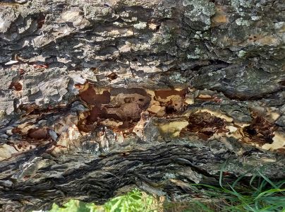 A - nie je v datab&aacute;ze