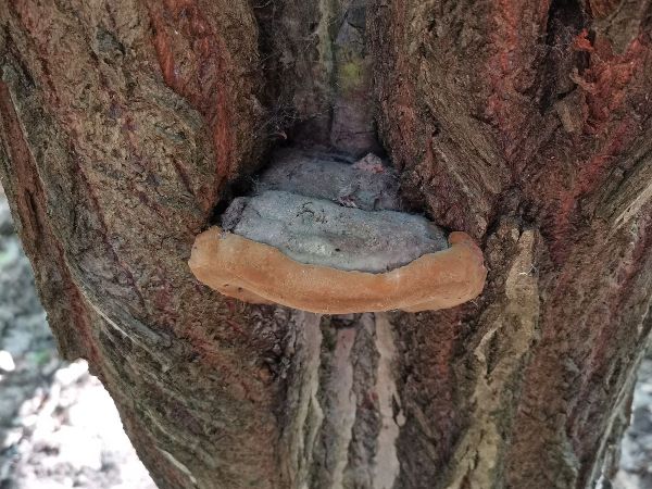 Ohňovec obyčajn&yacute;