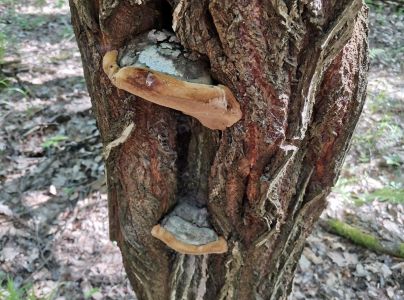 Ohňovec obyčajn&yacute;