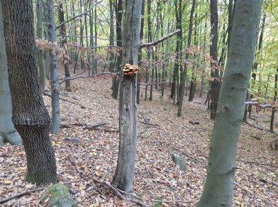 Podpňovka obyčajn&aacute;