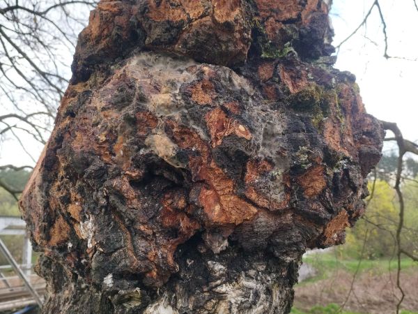 Ry&scaron;avec &scaron;ikm&yacute;