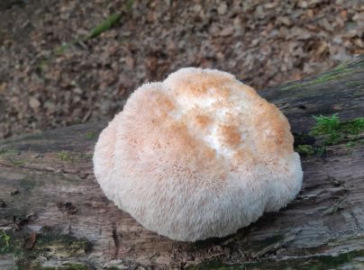 A - nie je v datab&aacute;ze