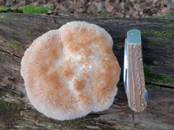 A - nie je v datab&aacute;ze