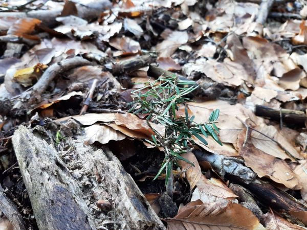 Daniel &scaron;kvrnit&yacute;