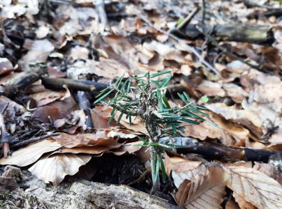 Daniel &scaron;kvrnit&yacute;