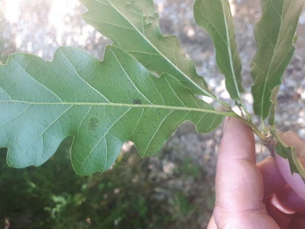 Sietnička dubov&aacute;