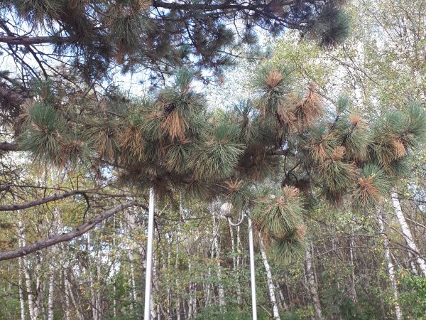 Pyknidovka beľov&aacute;